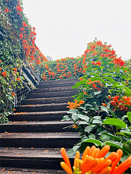 漂亮美景开端花枝条樱花樱桃树彩色色彩文化白天植物生长成长叶子民族文化人文自然无人东方文化户外粉色粉红积极乐观纯季节天空春天亚洲传统日本传统树特色亚洲特色日本特色天气各国文化世界文化