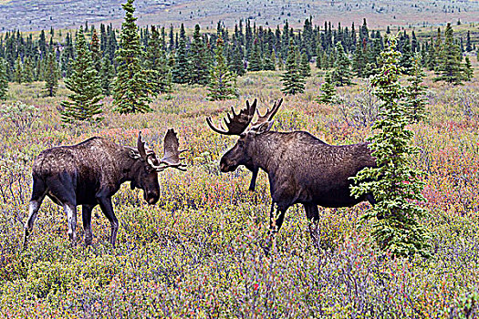 驼鹿,幼兽,雄性动物,互动,德纳里峰国家公园,阿拉斯加,美国