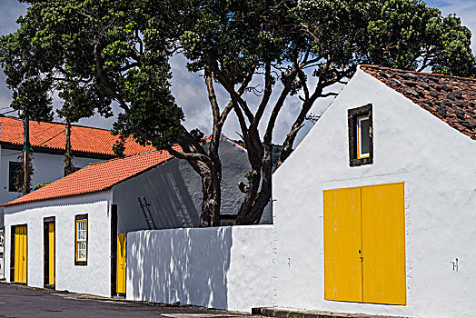 葡萄牙,亚速尔群岛,皮库岛,彩色,港口,建筑