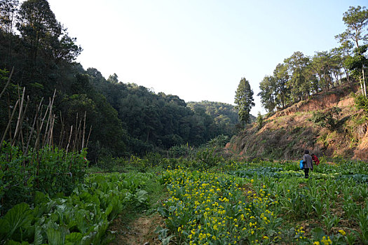 2024春节南方新农村绿水青山鱼塘密林美景