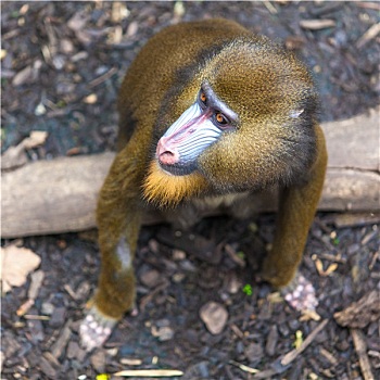 头像,山魈阿拉伯狒狒,雄性,姿势,新加坡法国,巴黎,地区,木头,樊尚