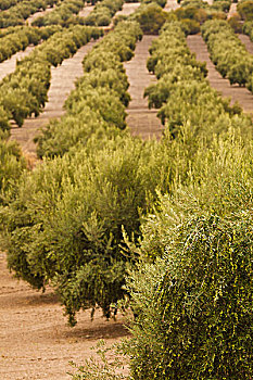 西班牙,安达卢西亚,区域,哈恩省,橄榄树