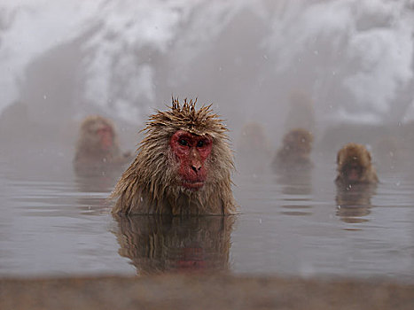 日本猕猴,雪猴,群,湿透,日本