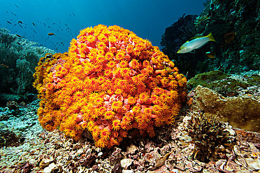 橙色,杯子,珊瑚,四王群岛,群岛,巴布亚岛,西巴布亚,太平洋,印度尼西亚,亚洲