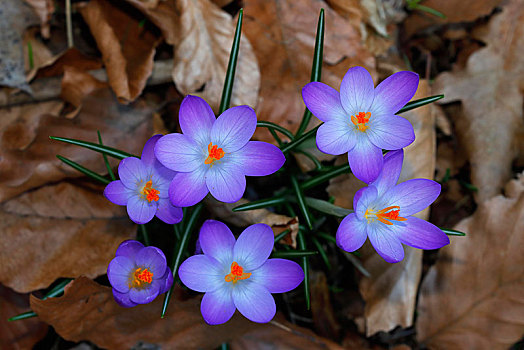 花,紫色,藏红花,发芽,秋叶,石荷州,德国,欧洲