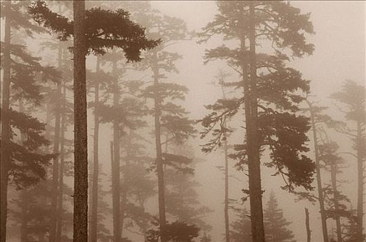 树,雾,岛屿,不列颠哥伦比亚省,加拿大