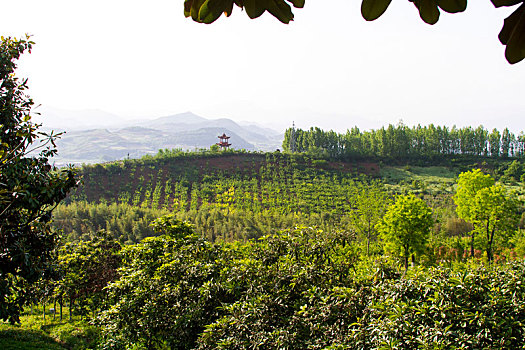 山村