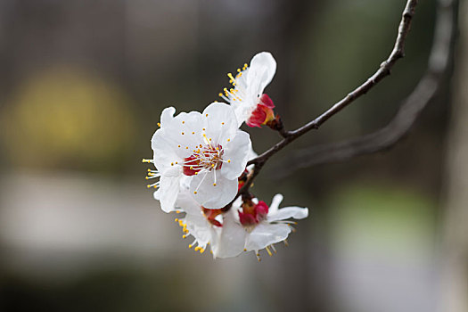 春天盛开的杏花