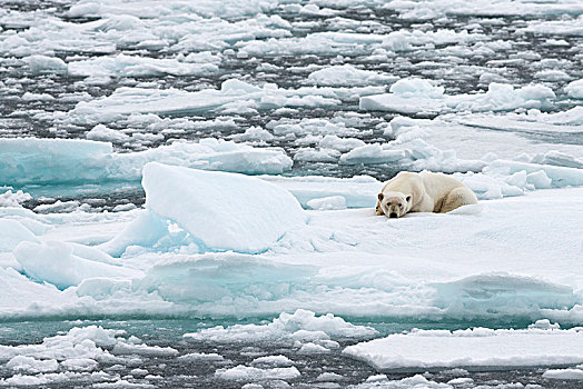 北极熊,雄性,躺着,浮冰,斯匹次卑尔根岛,岛屿,斯瓦尔巴群岛,斯瓦尔巴特群岛,挪威,欧洲