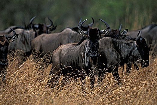 肯尼亚,马塞马拉野生动物保护区,牧群,角马,热带草原,塞伦盖蒂,迁徙