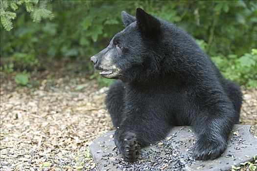 黑熊,美洲黑熊,幼兽,休息,树林,明尼苏达