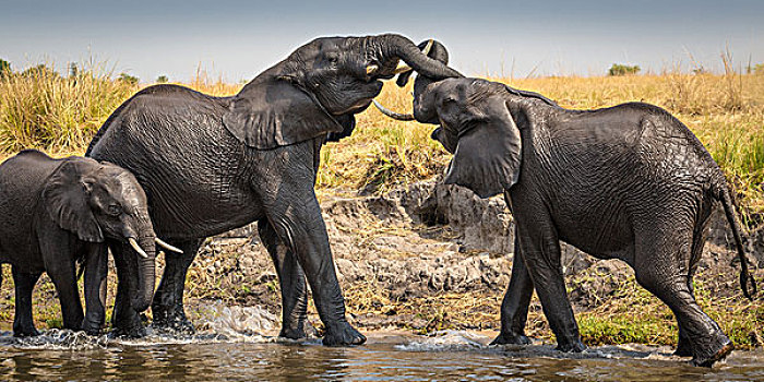 两个,非洲象,争斗,相互,乔贝,河,乔贝国家公园,博茨瓦纳,非洲