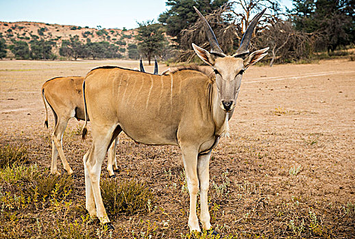 大羚羊,走,纳米比亚,农场