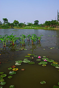 杭州西溪湿地睡莲
