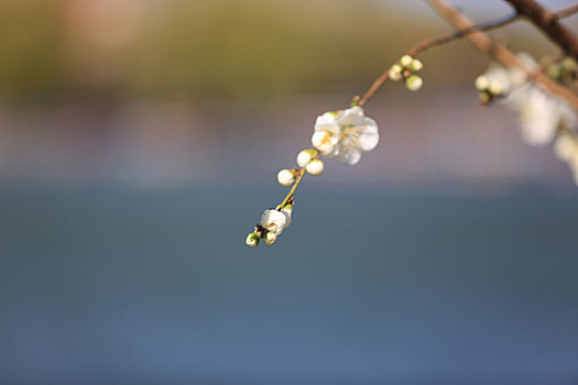 樱花特写