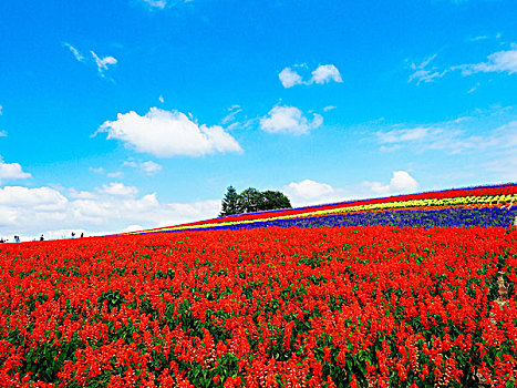 花圃,北海道,日本