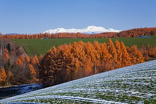 山,落叶松属植物,木头,雪