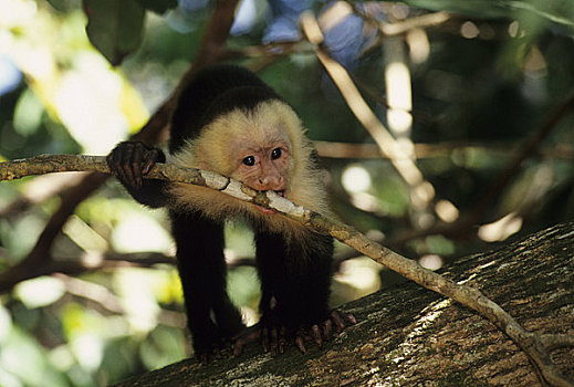 哥斯达黎加,国家公园,雨林,猴子,幼仔,咀嚼,枝头