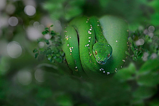 绿色,树,蟒蛇,盘绕,向上,枝头,北方,南美,亚马逊河