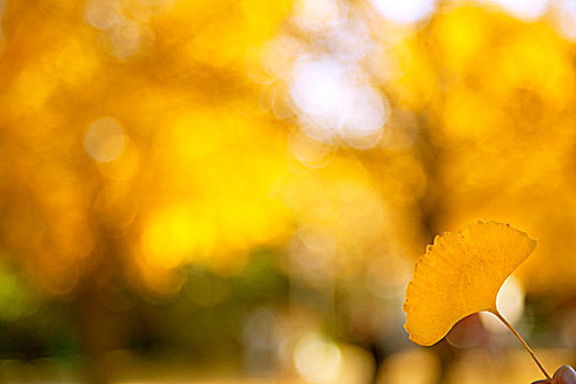 秋天一片黄色的银杏叶特写