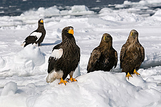 海鹰,虎头海雕,一对,白尾鹰,白尾海雕,冰,北海道,日本