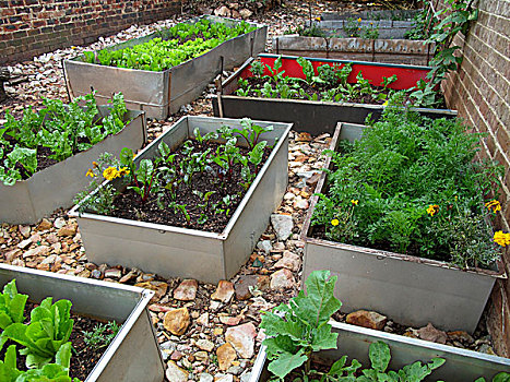 花坛,蔬菜,床,老,金属