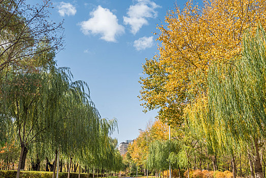 秋季沈阳公园的林荫道