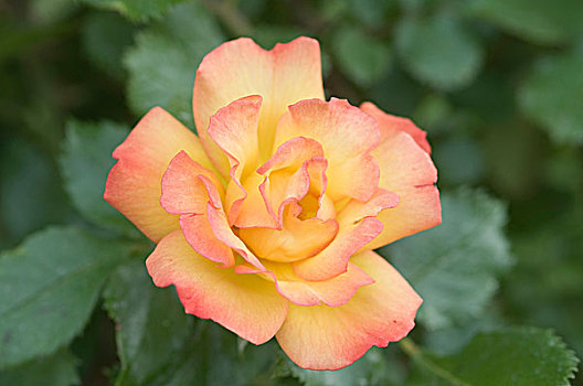 玫瑰,粉色,灌木,莱茵兰普法尔茨州,德国,欧洲