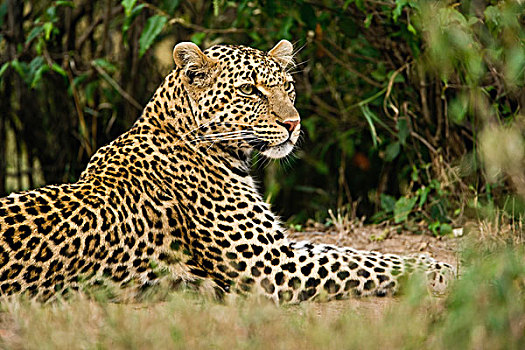 豹,马塞马拉野生动物保护区,肯尼亚