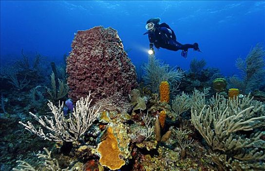 潜水员,灯,看,彩色,珊瑚礁,多样,海绵,珊瑚,伯利兹,中美洲,加勒比海