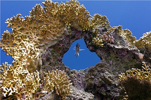 珊瑚礁,珊瑚,一个,异域风情,鱼,臀部,热带,海洋,蓝色背景,水,背景