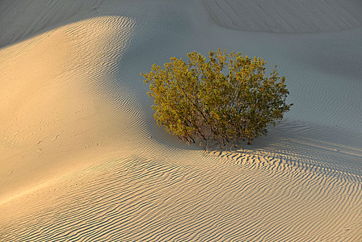 灌木,马斯奎特沙丘,早晨,亮光,死亡谷国家公园,莫哈维沙漠,加利福尼亚,美国,北美