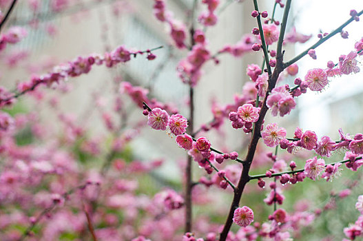 春天时盛开的红梅花