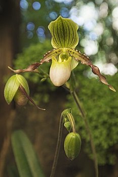 凤仙花,兰花,花园,山,泰国