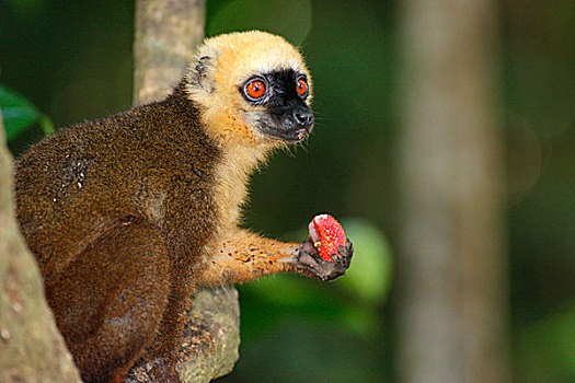 褐色,狐猴,水果,马达加斯加