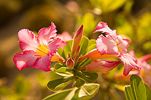 仙人掌,洛斯卡沃斯,植物园,下加利福尼亚州,墨西哥