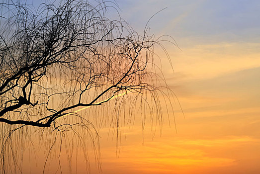 秋季里落日夕阳下静静垂拂的柳枝