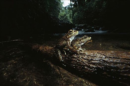 树蛙,原木,靠近,河流,准备,跳跃,水,蛋,大西洋,树林,巴西