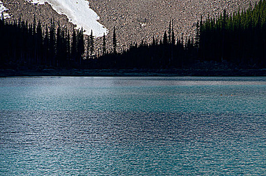 树,湖岸,冰碛湖,班芙国家公园,艾伯塔省,加拿大