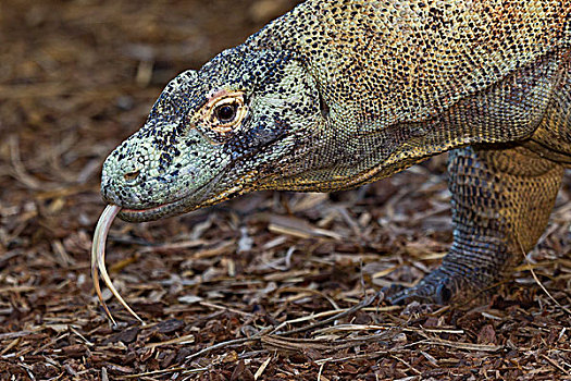 科摩多巨蜥,科摩多龙,轻弹,舌头,印度尼西亚