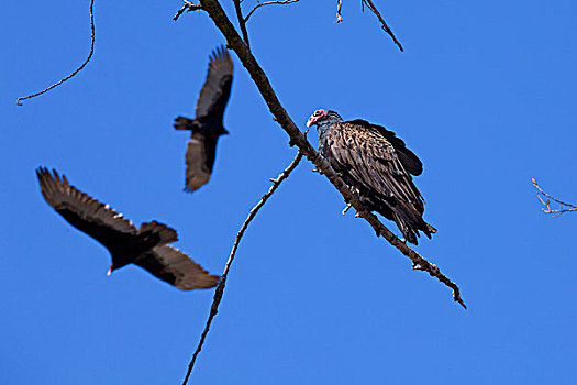 美洲鹫,野生动植物保护区,洛杉矶,加利福尼亚,美国
