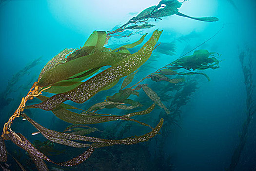 水下视角,海藻,巨藻,下加利福尼亚州,墨西哥