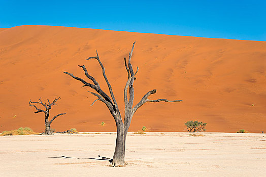 死,骆驼,长颈鹿,刺,刺槐,树,正面,沙丘,死亡谷,索苏维来地区,纳米布沙漠,纳米比诺克陆夫国家公园,纳米比亚,非洲