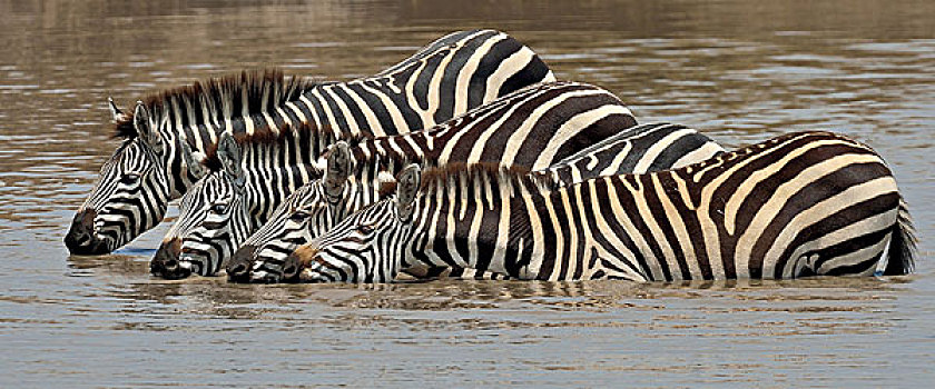 四个,白氏斑马,马,斑马,喝,河,三角形,马赛马拉国家保护区,肯尼亚,非洲
