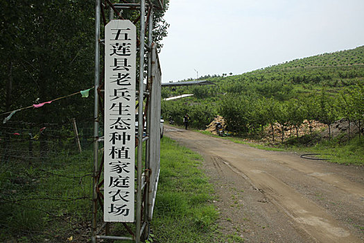 7旬老兵挖山10年,500亩荒山野岭变成花果山