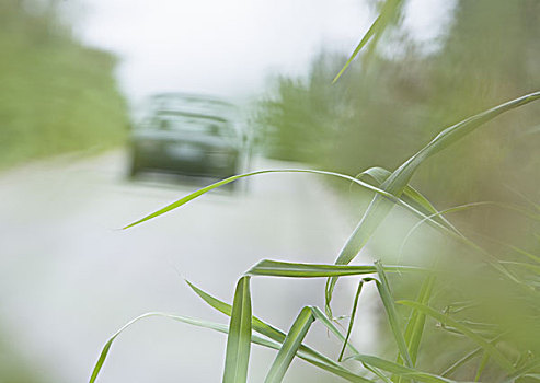 野外,草,旁边,道路