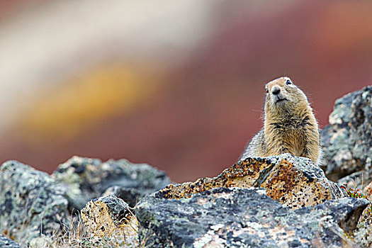 北极松鼠,德纳里峰国家公园,阿拉斯加