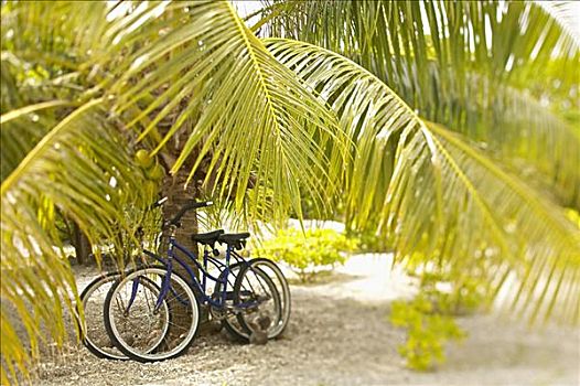 法属玻利尼西亚,土阿莫土,棕榈树,两个,自行车,倚靠