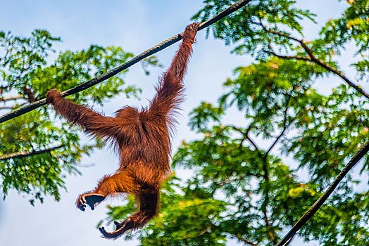 猩猩,黑猩猩,攀登,绳索,俘获,新加坡动物园,新加坡,亚洲