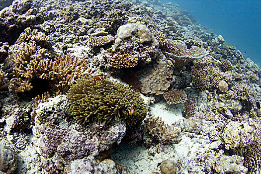 海葵,防护,葵鱼,鱼,环礁,马尔代夫,印度洋